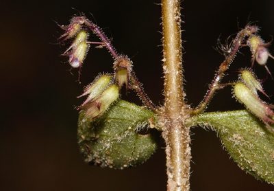 Coleus efoliatus, photographed by i_c_riddell
