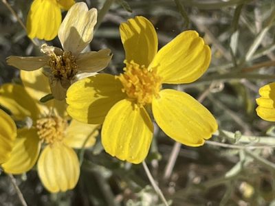 Psilostrophe cooperi, photographed by Bobby McCabe