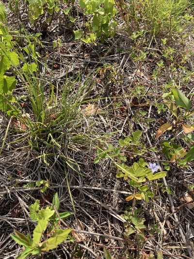 Sisyrinchium xerophyllum, photographed by Jade Fortnash