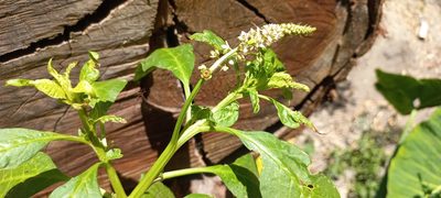 Phytolacca icosandra