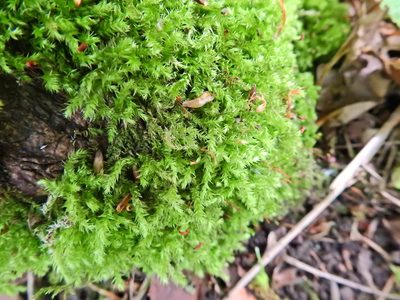 Brachythecium rutabulum, photographed by Susan Marley