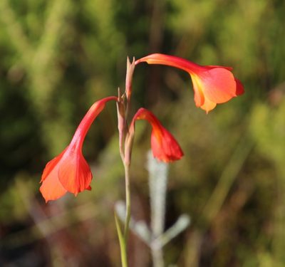 Gladiolus merianellus, photographed by Tony Rebelo