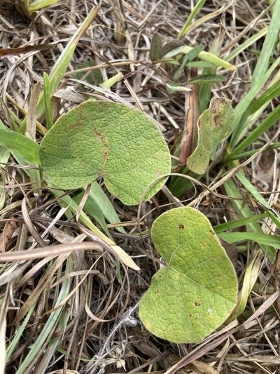 Rhynchosia michauxii, photographed by Jade Fortnash