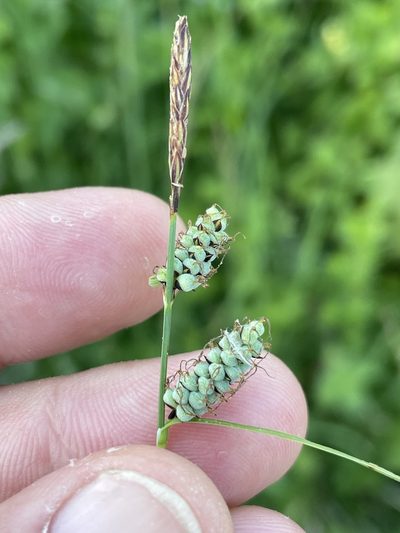 Carex tomentosa, photographed by Thomas Ebner