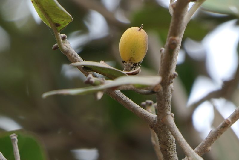 Manilkara hexandra, photographed by Dinesh Valke