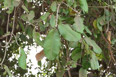 Manilkara hexandra, photographed by Dinesh Valke