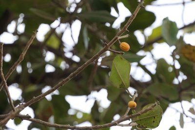 Manilkara hexandra, photographed by Dinesh Valke