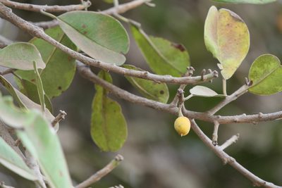 Manilkara hexandra, photographed by Dinesh Valke