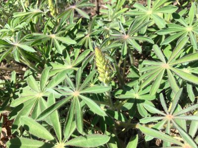 Lupinus perennis, photographed by Marj H.