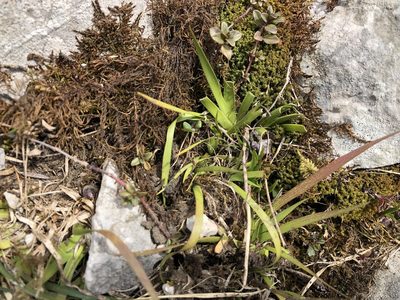 Tofieldia calyculata, photographed by Jason Grant