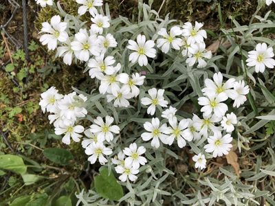 Cerastium tomentosum, photographed by Jason Grant