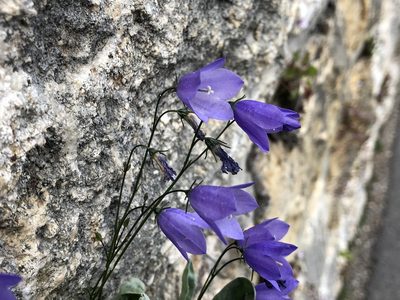 Campanula rotundifolia, photographed by Jason Grant