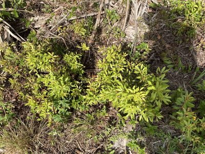 Myrica cerifera, photographed by Jade Fortnash