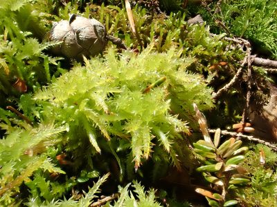 Sphagnum squarrosum, photographed by Roger Rittmaster
