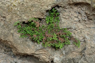 Selaginella repanda, photographed by 國立臺灣博物館