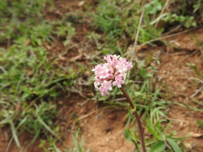 Valeriana tuberosa, photographed by Abdenour Kheloufi