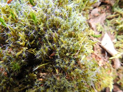 Campylopus introflexus, photographed by Susan Marley