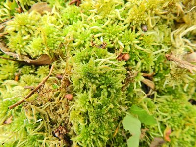 Sphagnum squarrosum, photographed by Susan Marley