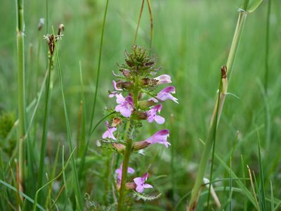 Pedicularis palustris, photographed by Wolfgang Jauch
