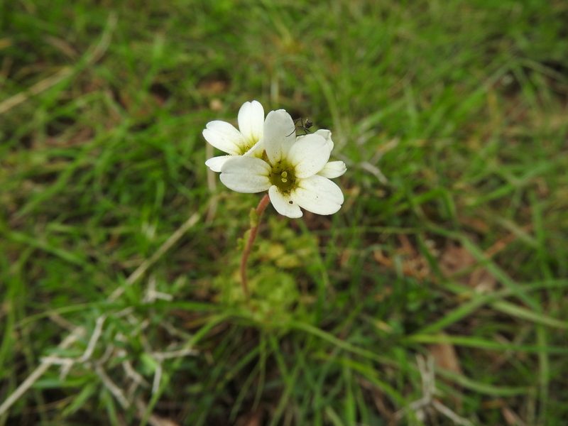 Saxifraga carpetana, photographed by Abdenour Kheloufi