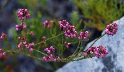 Erica rhopalantha, photographed by Tony Rebelo