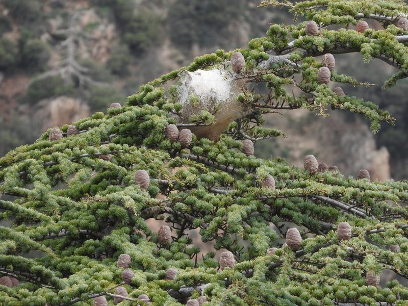 Cedrus atlantica, photographed by Abdenour Kheloufi