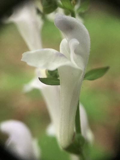 Scutellaria serrata, photographed by Scott Morris