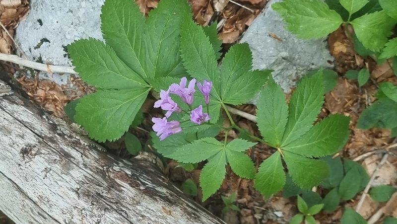 Cardamine pentaphyllos, photographed by TadejM