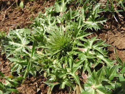 Eryngium triquetrum, photographed by Abdenour Kheloufi
