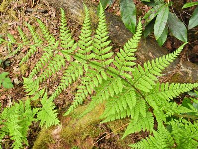 Dryopteris dilatata, photographed by Susan Marley