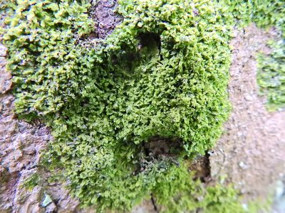 Metzgeria furcata, photographed by Susan Marley