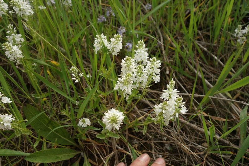 Veronica prostrata, photographed by Aleksei Baushev