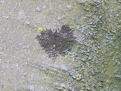 Frullania dilatata, photographed by Susan Marley