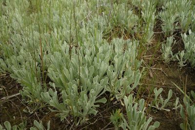 Helichrysum arenarium, photographed by Aleksei Baushev