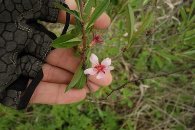 Prunus tenella, photographed by Aleksei Baushev