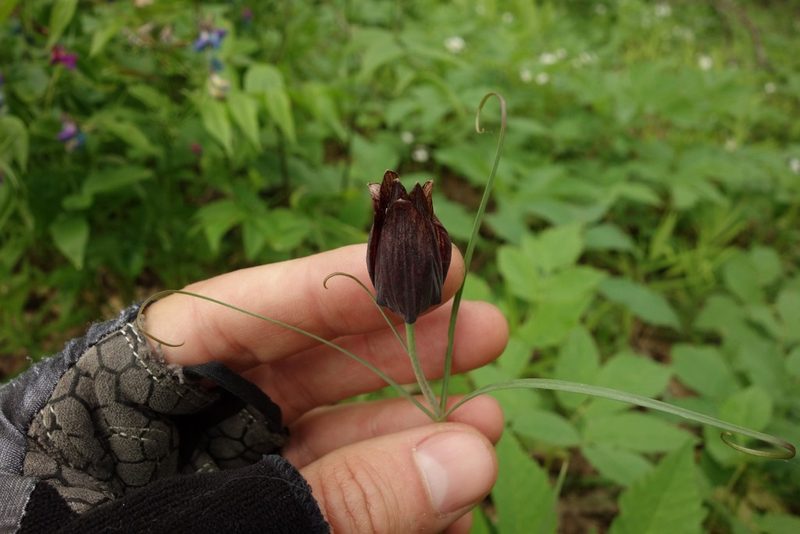 Fritillaria ruthenica, photographed by Aleksei Baushev