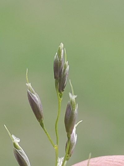 Piptatheropsis pungens, photographed by Marc-Aurèle Vallée