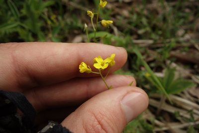 Draba sibirica, photographed by Aleksei Baushev