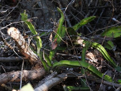 Deamia testudo, photographed by Justin Flint