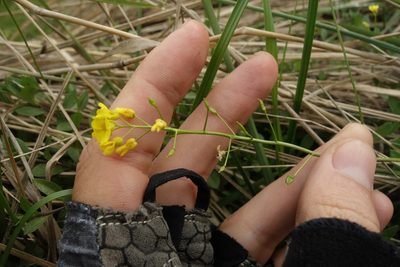 Draba sibirica, photographed by Aleksei Baushev