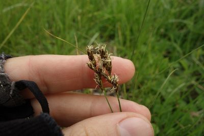 Carex praecox, photographed by Aleksei Baushev