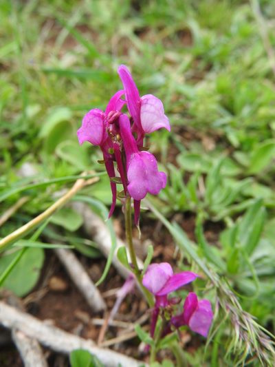Linaria virgata, photographed by Abdenour Kheloufi