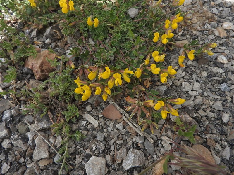 Lotus longisiliquosus, photographed by Abdenour Kheloufi
