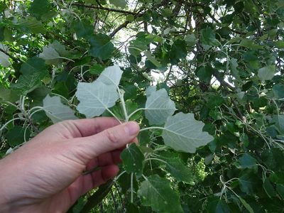 Populus alba, photographed by Thomas Koffel