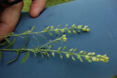 Alyssum turkestanicum, photographed by Aleksei Baushev