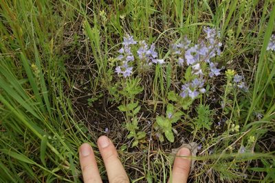 Veronica prostrata, photographed by Aleksei Baushev