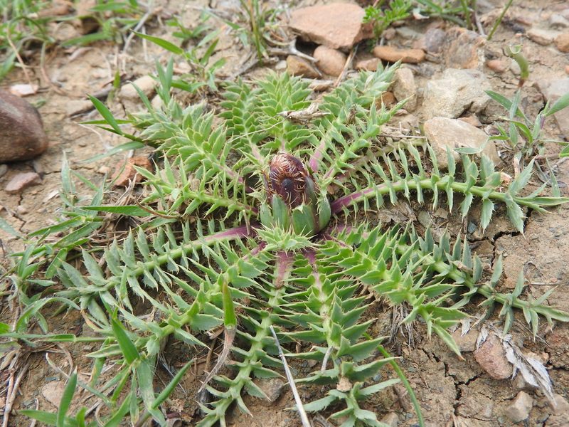 Carthamus carduncellus, photographed by Abdenour Kheloufi