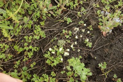 Draba verna, photographed by Aleksei Baushev