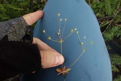 Androsace elongata, photographed by Aleksei Baushev