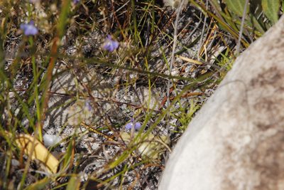 Lobelia setacea, photographed by Tony Rebelo